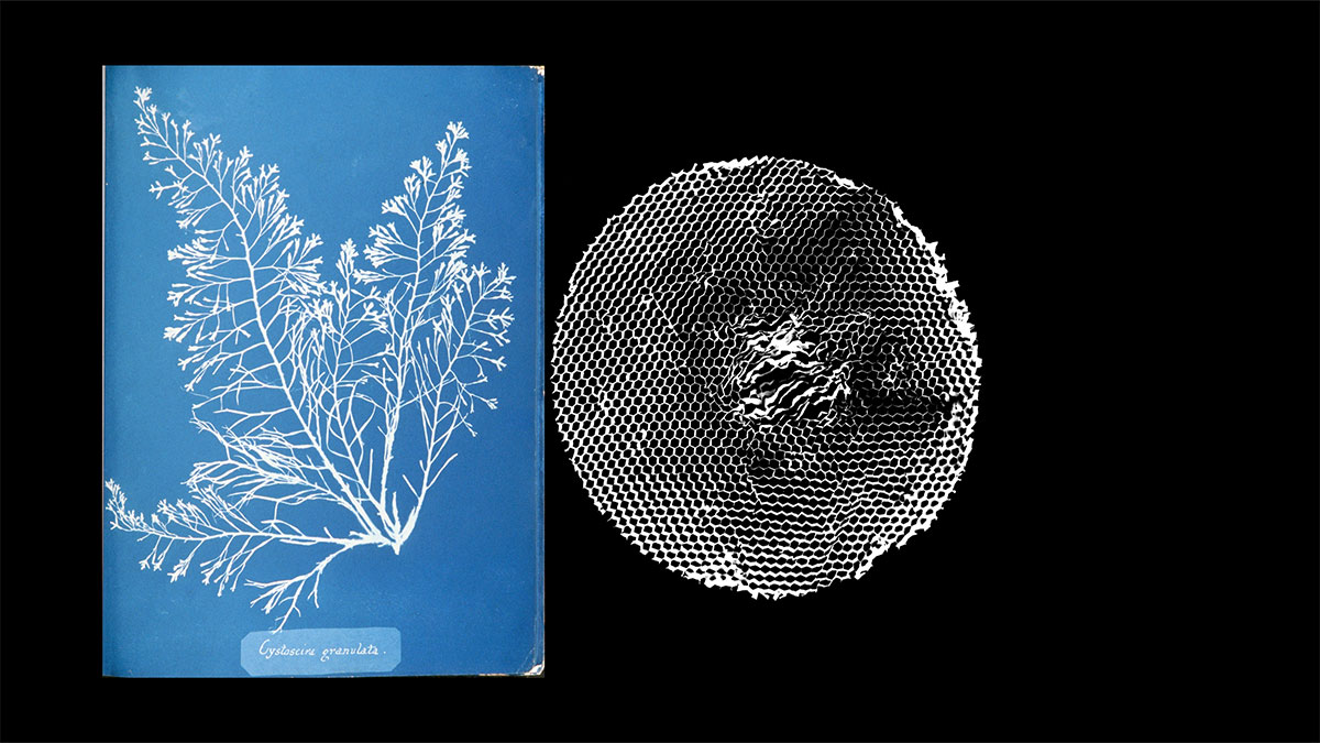 Cyanotype, photogramme et collage - crédit iso.ebabx