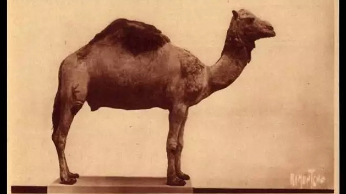 Carte postale, après 1937 : Dromadaire naturalisé du musée de l’Ile d’Aix.